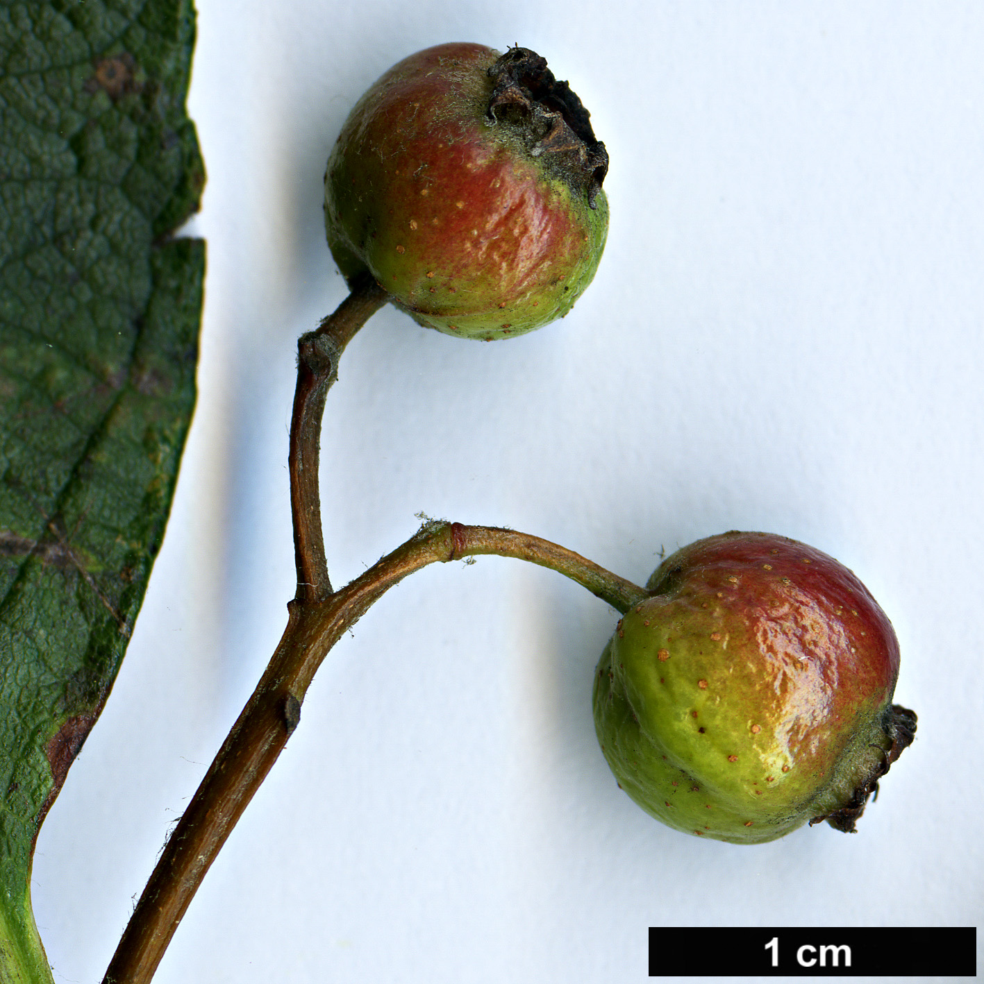 High resolution image: Family: Rosaceae - Genus: Sorbus - Taxon: coronata